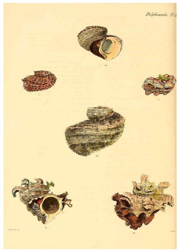 Reproducción/Reproduction 6029557489: Conchologia iconica, or, Illustrations of the shells of molluscous animals. v.1 London :Reeve, Brothers,1843-1878