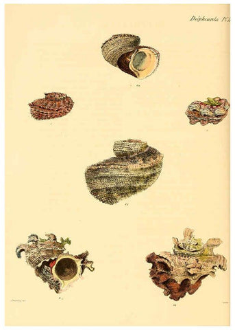 Reproducción/Reproduction 6029557489: Conchologia iconica, or, Illustrations of the shells of molluscous animals. v.1 London :Reeve, Brothers,1843-1878