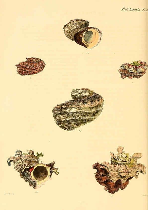 Reproducción/Reproduction 6029557489: Conchologia iconica, or, Illustrations of the shells of molluscous animals. v.1 London :Reeve, Brothers,1843-1878