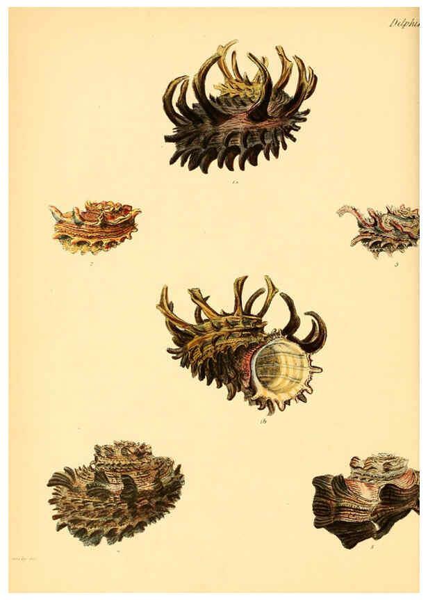 Reproducción/Reproduction 6030111268: Conchologia iconica, or, Illustrations of the shells of molluscous animals. v.1 London :Reeve, Brothers,1843-1878