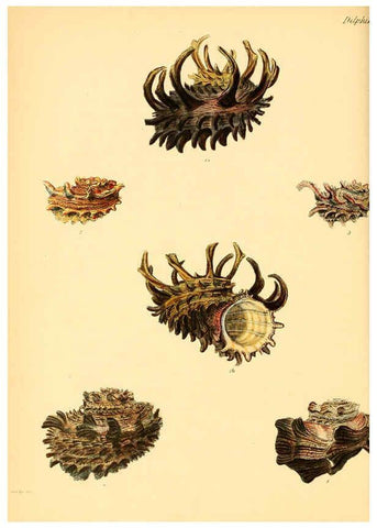Reproducción/Reproduction 6030111268: Conchologia iconica, or, Illustrations of the shells of molluscous animals. v.1 London :Reeve, Brothers,1843-1878