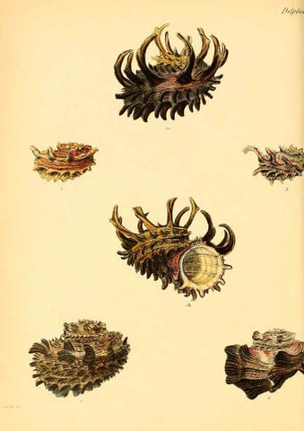 Reproducción/Reproduction 6030111268: Conchologia iconica, or, Illustrations of the shells of molluscous animals. v.1 London :Reeve, Brothers,1843-1878