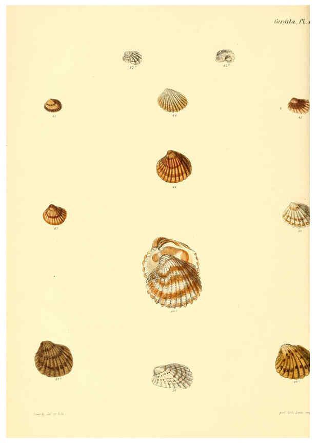 Reproducción/Reproduction 6030110990: Conchologia iconica, or, Illustrations of the shells of molluscous animals. v.1 London :Reeve, Brothers,1843-1878