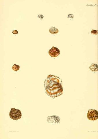 Reproducción/Reproduction 6030110990: Conchologia iconica, or, Illustrations of the shells of molluscous animals. v.1 London :Reeve, Brothers,1843-1878