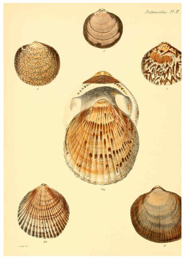 Reproducción/Reproduction 6030105290: Conchologia iconica, or, Illustrations of the shells of molluscous animals. v.1 London :Reeve, Brothers,1843-1878