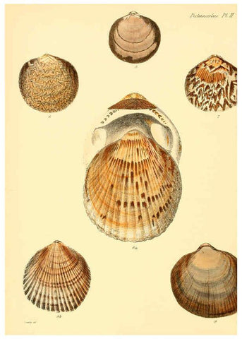 Reproducción/Reproduction 6030105290: Conchologia iconica, or, Illustrations of the shells of molluscous animals. v.1 London :Reeve, Brothers,1843-1878