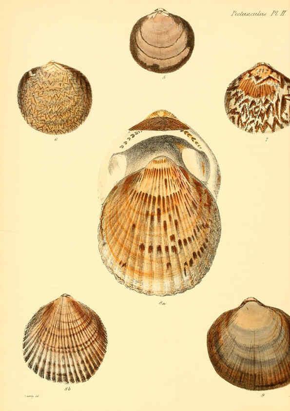 Reproducción/Reproduction 6030105290: Conchologia iconica, or, Illustrations of the shells of molluscous animals. v.1 London :Reeve, Brothers,1843-1878