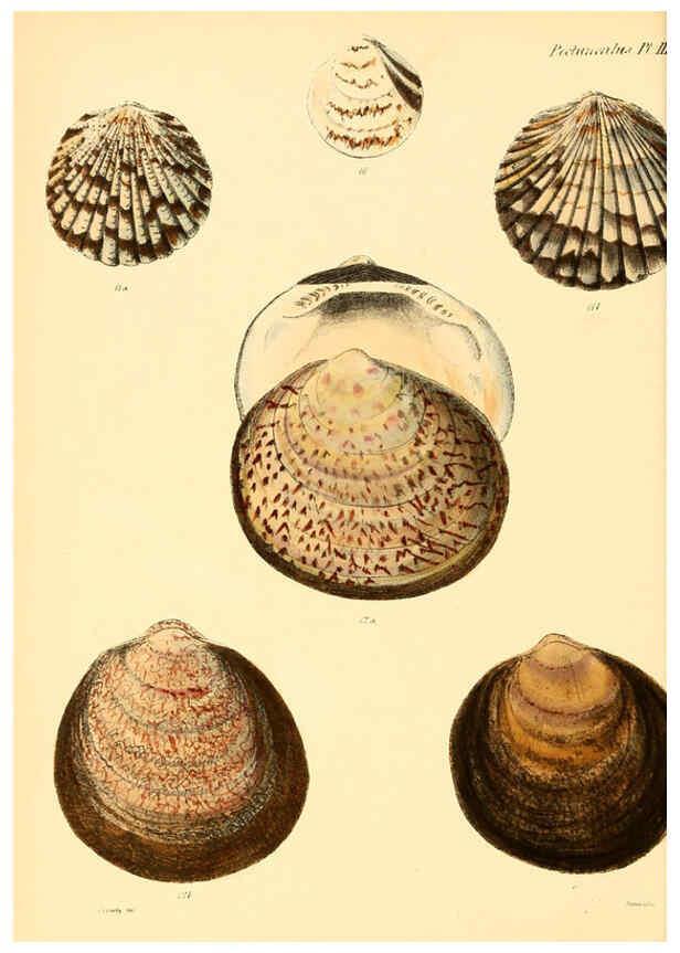 Reproducción/Reproduction 6030105696: Conchologia iconica, or, Illustrations of the shells of molluscous animals. v.1 London :Reeve, Brothers,1843-1878