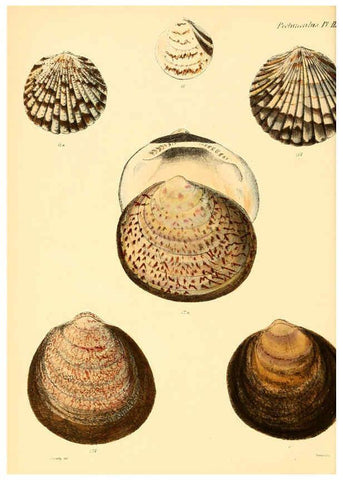 Reproducción/Reproduction 6030105696: Conchologia iconica, or, Illustrations of the shells of molluscous animals. v.1 London :Reeve, Brothers,1843-1878