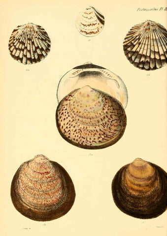 Reproducción/Reproduction 6030105696: Conchologia iconica, or, Illustrations of the shells of molluscous animals. v.1 London :Reeve, Brothers,1843-1878