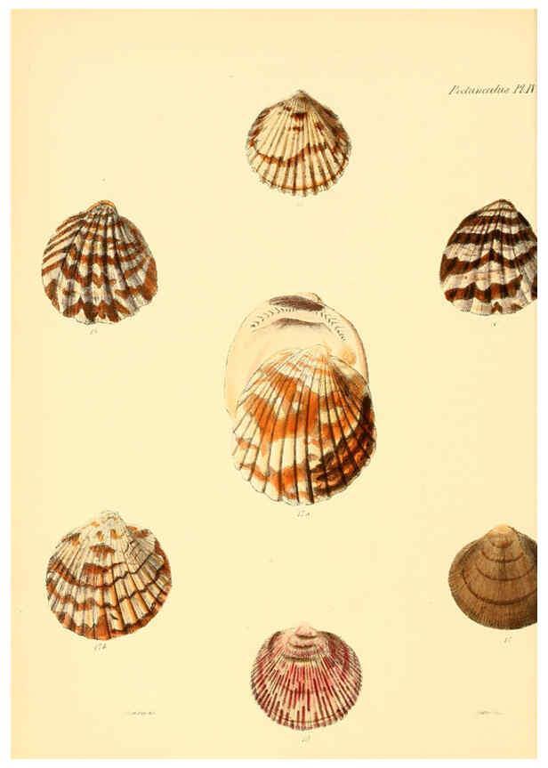 Reproducción/Reproduction 6030106040: Conchologia iconica, or, Illustrations of the shells of molluscous animals. v.1 London :Reeve, Brothers,1843-1878