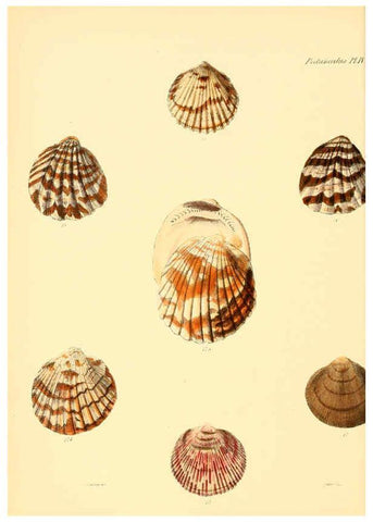 Reproducción/Reproduction 6030106040: Conchologia iconica, or, Illustrations of the shells of molluscous animals. v.1 London :Reeve, Brothers,1843-1878