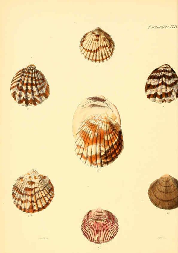Reproducción/Reproduction 6030106040: Conchologia iconica, or, Illustrations of the shells of molluscous animals. v.1 London :Reeve, Brothers,1843-1878