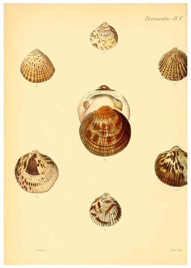 Reproducción/Reproduction 6029552257: Conchologia iconica, or, Illustrations of the shells of molluscous animals. v.1 London :Reeve, Brothers,1843-1878