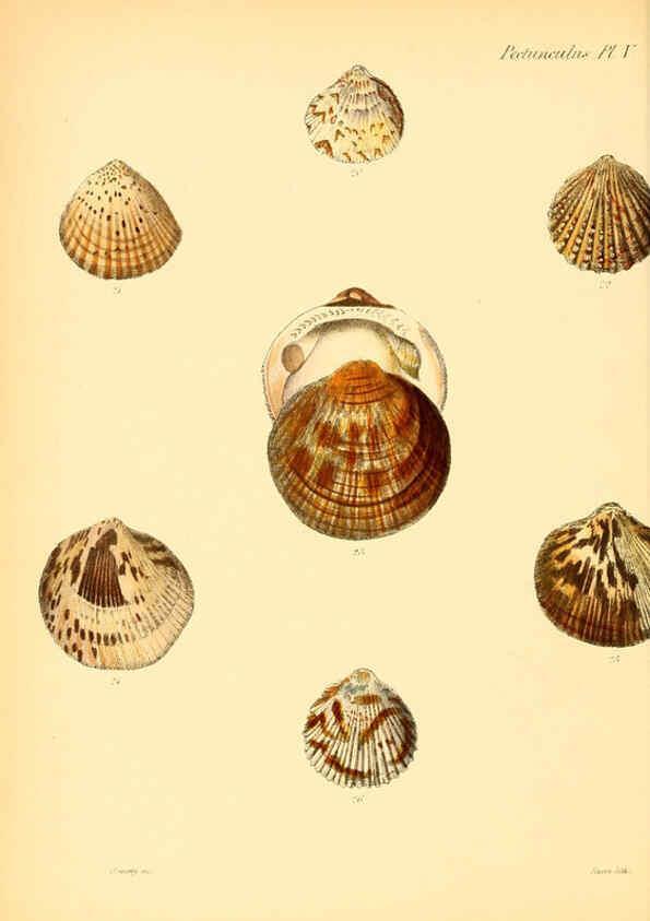 Reproducción/Reproduction 6029552257: Conchologia iconica, or, Illustrations of the shells of molluscous animals. v.1 London :Reeve, Brothers,1843-1878