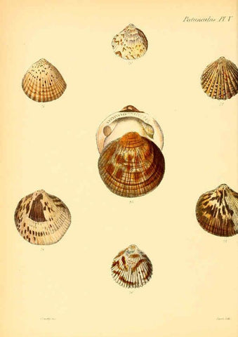 Reproducción/Reproduction 6029552257: Conchologia iconica, or, Illustrations of the shells of molluscous animals. v.1 London :Reeve, Brothers,1843-1878