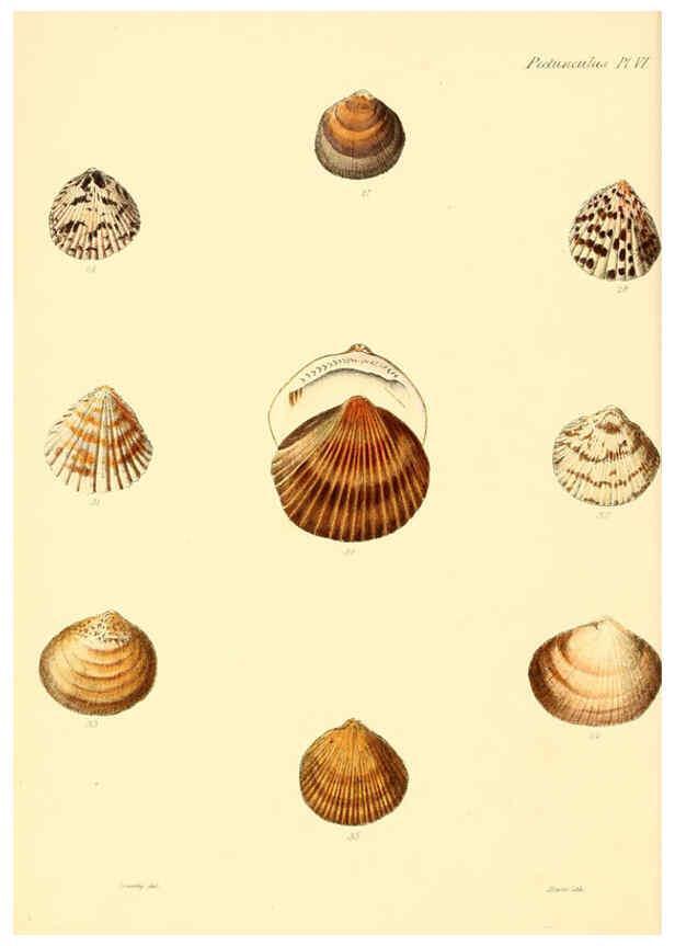 Reproducción/Reproduction 6030106960: Conchologia iconica, or, Illustrations of the shells of molluscous animals. v.1 London :Reeve, Brothers,1843-1878