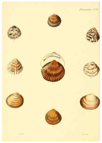 Reproducción/Reproduction 6030106960: Conchologia iconica, or, Illustrations of the shells of molluscous animals. v.1 London :Reeve, Brothers,1843-1878