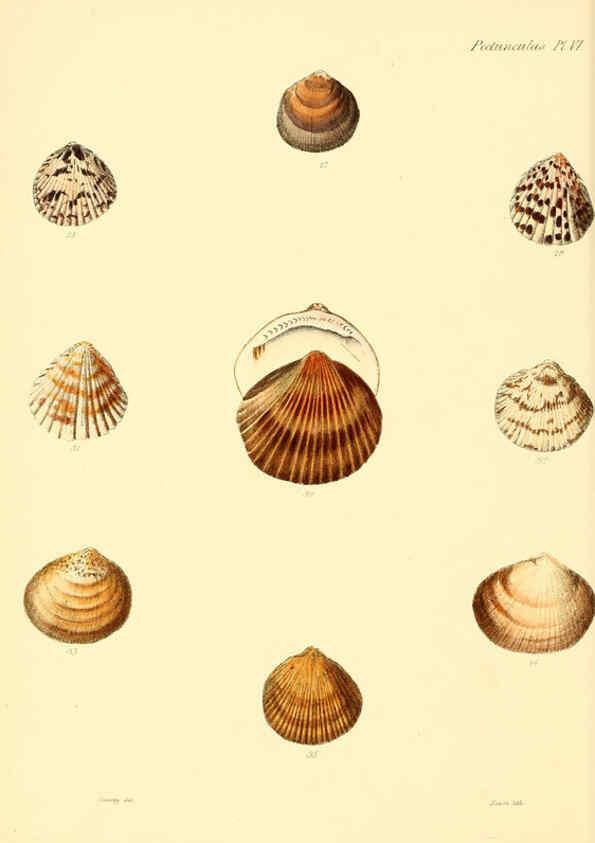 Reproducción/Reproduction 6030106960: Conchologia iconica, or, Illustrations of the shells of molluscous animals. v.1 London :Reeve, Brothers,1843-1878
