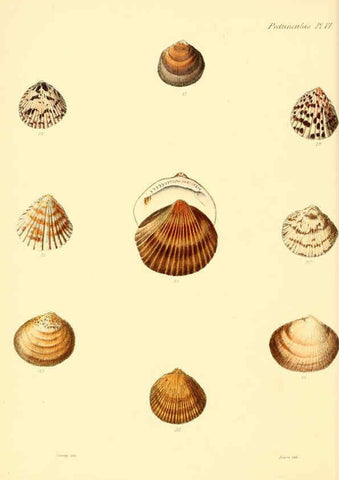Reproducción/Reproduction 6030106960: Conchologia iconica, or, Illustrations of the shells of molluscous animals. v.1 London :Reeve, Brothers,1843-1878