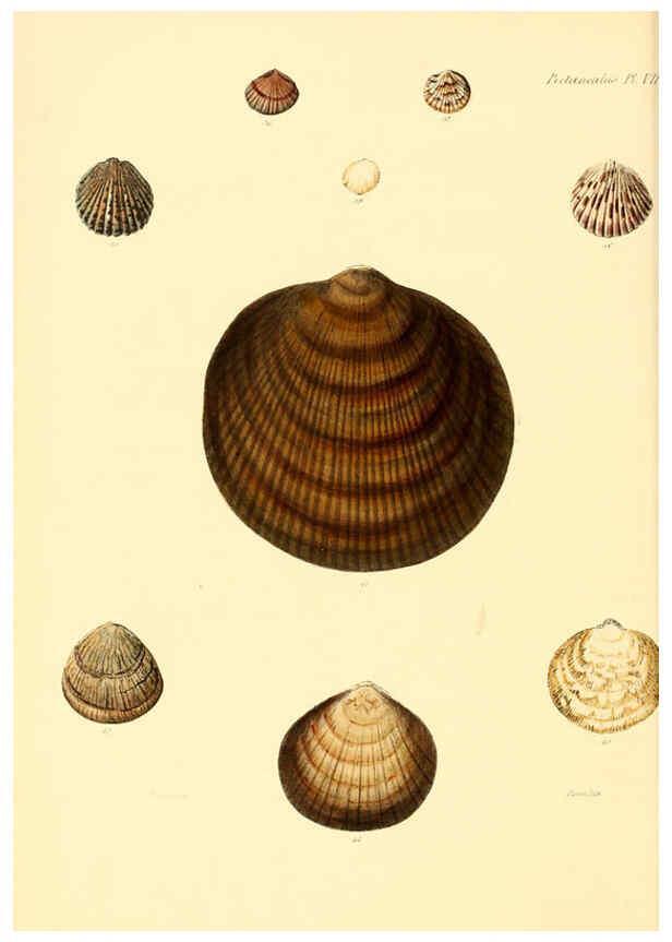 Reproducción/Reproduction 6030107300: Conchologia iconica, or, Illustrations of the shells of molluscous animals. v.1 London :Reeve, Brothers,1843-1878