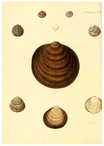 Reproducción/Reproduction 6030107300: Conchologia iconica, or, Illustrations of the shells of molluscous animals. v.1 London :Reeve, Brothers,1843-1878