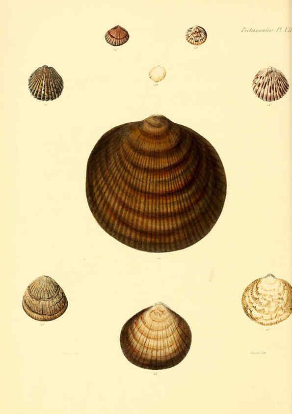 Reproducción/Reproduction 6030107300: Conchologia iconica, or, Illustrations of the shells of molluscous animals. v.1 London :Reeve, Brothers,1843-1878