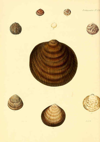 Reproducción/Reproduction 6030107300: Conchologia iconica, or, Illustrations of the shells of molluscous animals. v.1 London :Reeve, Brothers,1843-1878