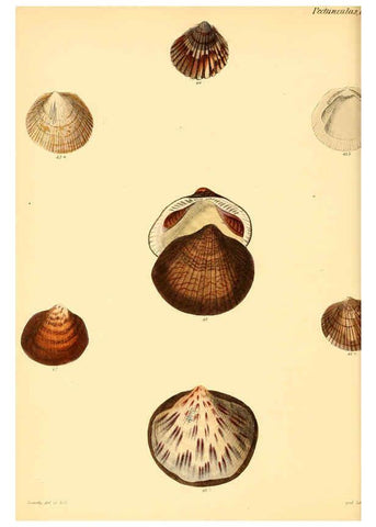 Reproducción/Reproduction 6030107648: Conchologia iconica, or, Illustrations of the shells of molluscous animals. v.1 London :Reeve, Brothers,1843-1878