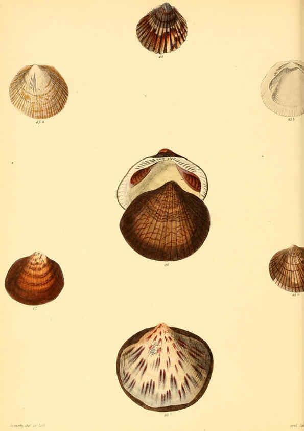 Reproducción/Reproduction 6030107648: Conchologia iconica, or, Illustrations of the shells of molluscous animals. v.1 London :Reeve, Brothers,1843-1878
