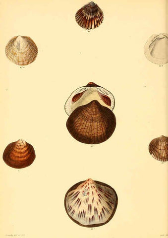 Reproducción/Reproduction 6030107648: Conchologia iconica, or, Illustrations of the shells of molluscous animals. v.1 London :Reeve, Brothers,1843-1878