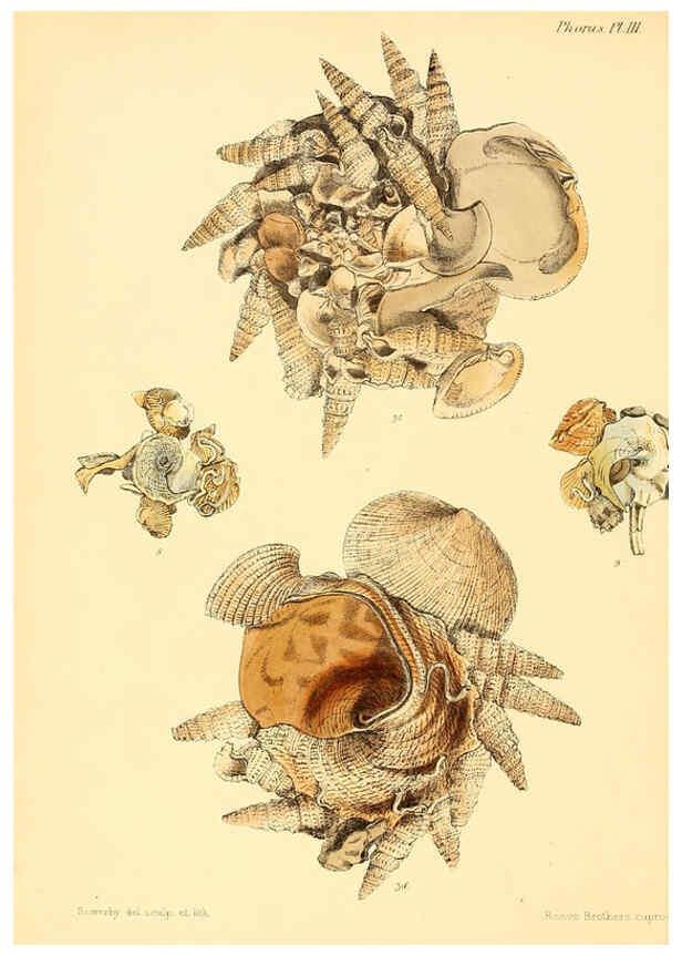 Reproducción/Reproduction 6030104344: Conchologia iconica, or, Illustrations of the shells of molluscous animals. v.1 London :Reeve, Brothers,1843-1878