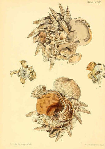 Reproducción/Reproduction 6030104344: Conchologia iconica, or, Illustrations of the shells of molluscous animals. v.1 London :Reeve, Brothers,1843-1878