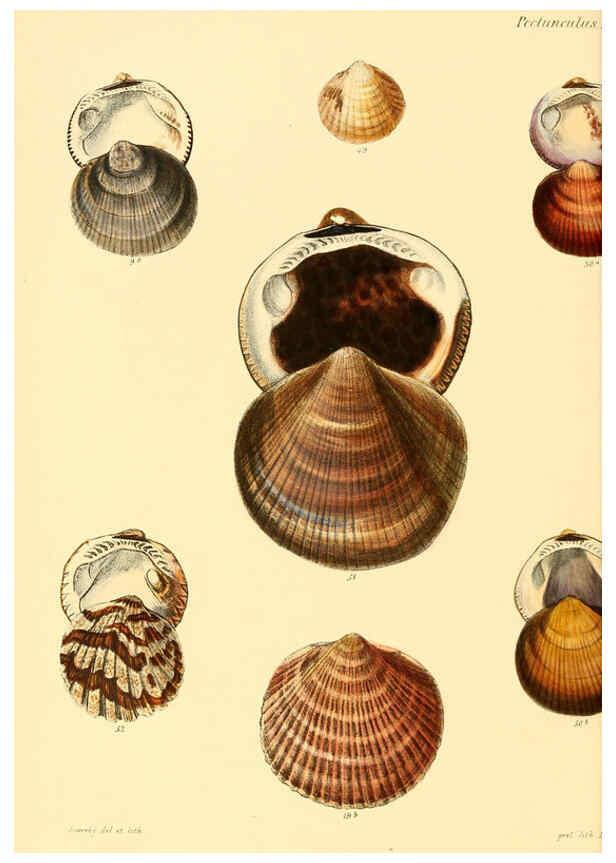 Reproducción/Reproduction 6030108064: Conchologia iconica, or, Illustrations of the shells of molluscous animals. v.1 London :Reeve, Brothers,1843-1878