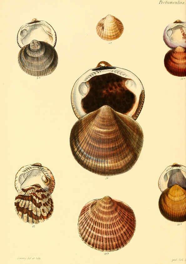 Reproducción/Reproduction 6030108064: Conchologia iconica, or, Illustrations of the shells of molluscous animals. v.1 London :Reeve, Brothers,1843-1878