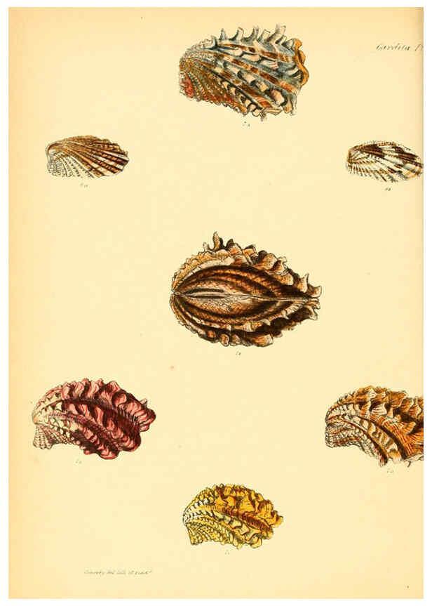 Reproducción/Reproduction 6030108646: Conchologia iconica, or, Illustrations of the shells of molluscous animals. v.1 London :Reeve, Brothers,1843-1878