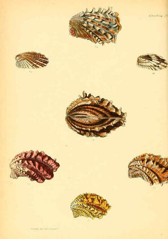 Reproducción/Reproduction 6030108646: Conchologia iconica, or, Illustrations of the shells of molluscous animals. v.1 London :Reeve, Brothers,1843-1878