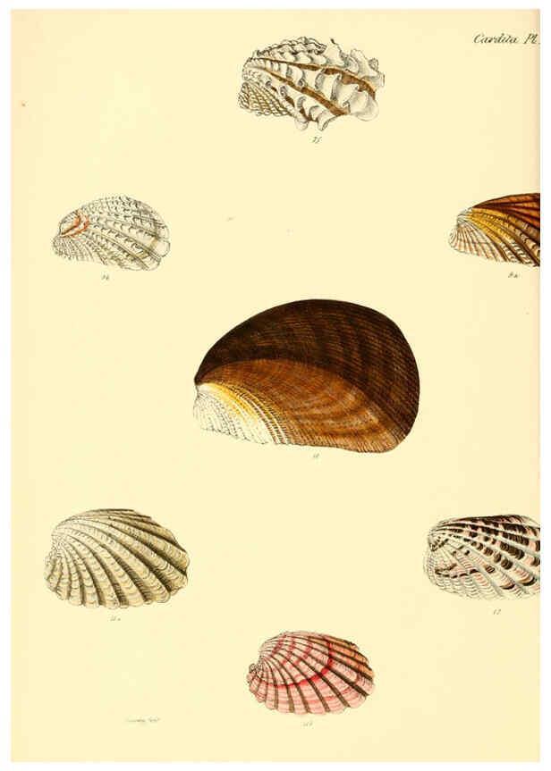 Reproducción/Reproduction 6030109002: Conchologia iconica, or, Illustrations of the shells of molluscous animals. v.1 London :Reeve, Brothers,1843-1878