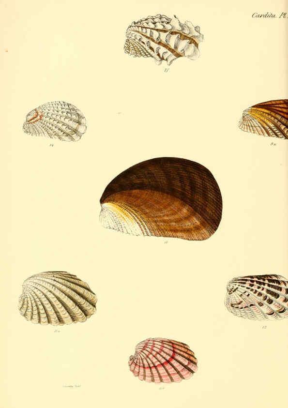 Reproducción/Reproduction 6030109002: Conchologia iconica, or, Illustrations of the shells of molluscous animals. v.1 London :Reeve, Brothers,1843-1878