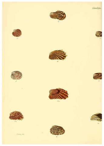 Reproducción/Reproduction 6029555255: Conchologia iconica, or, Illustrations of the shells of molluscous animals. v.1 London :Reeve, Brothers,1843-1878