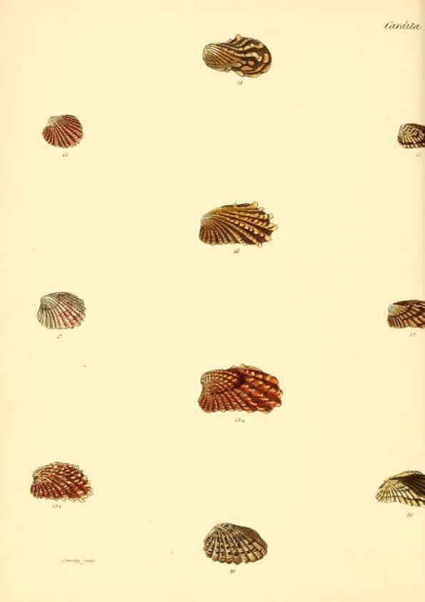 Reproducción/Reproduction 6029555255: Conchologia iconica, or, Illustrations of the shells of molluscous animals. v.1 London :Reeve, Brothers,1843-1878