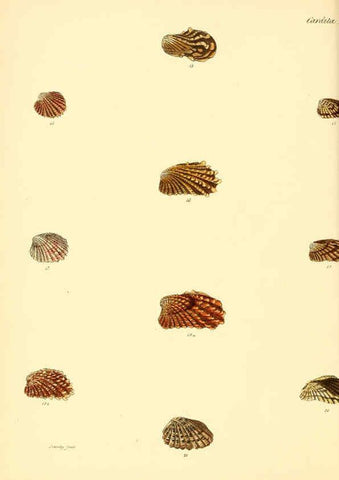 Reproducción/Reproduction 6029555255: Conchologia iconica, or, Illustrations of the shells of molluscous animals. v.1 London :Reeve, Brothers,1843-1878