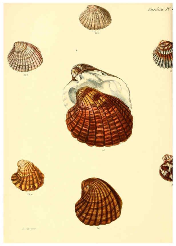Reproducción/Reproduction 6029555641: Conchologia iconica, or, Illustrations of the shells of molluscous animals. v.1 London :Reeve, Brothers,1843-1878