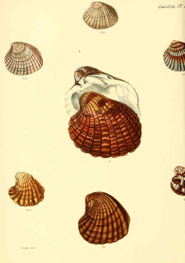 Reproducción/Reproduction 6029555641: Conchologia iconica, or, Illustrations of the shells of molluscous animals. v.1 London :Reeve, Brothers,1843-1878