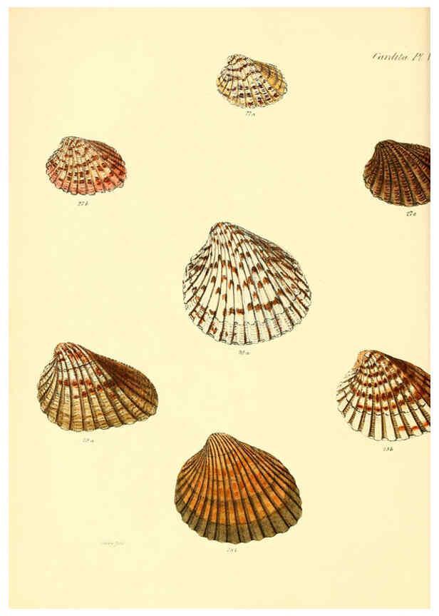 Reproducción/Reproduction 6030110076: Conchologia iconica, or, Illustrations of the shells of molluscous animals. v.1 London :Reeve, Brothers,1843-1878