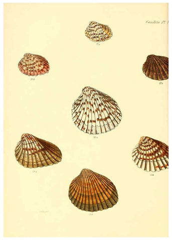 Reproducción/Reproduction 6030110076: Conchologia iconica, or, Illustrations of the shells of molluscous animals. v.1 London :Reeve, Brothers,1843-1878