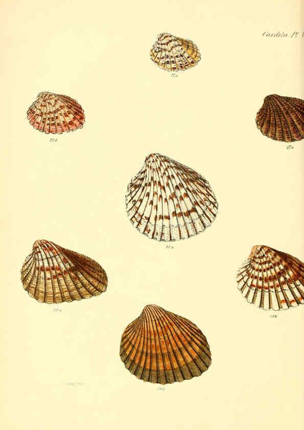 Reproducción/Reproduction 6030110076: Conchologia iconica, or, Illustrations of the shells of molluscous animals. v.1 London :Reeve, Brothers,1843-1878