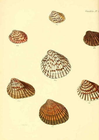 Reproducción/Reproduction 6030110076: Conchologia iconica, or, Illustrations of the shells of molluscous animals. v.1 London :Reeve, Brothers,1843-1878