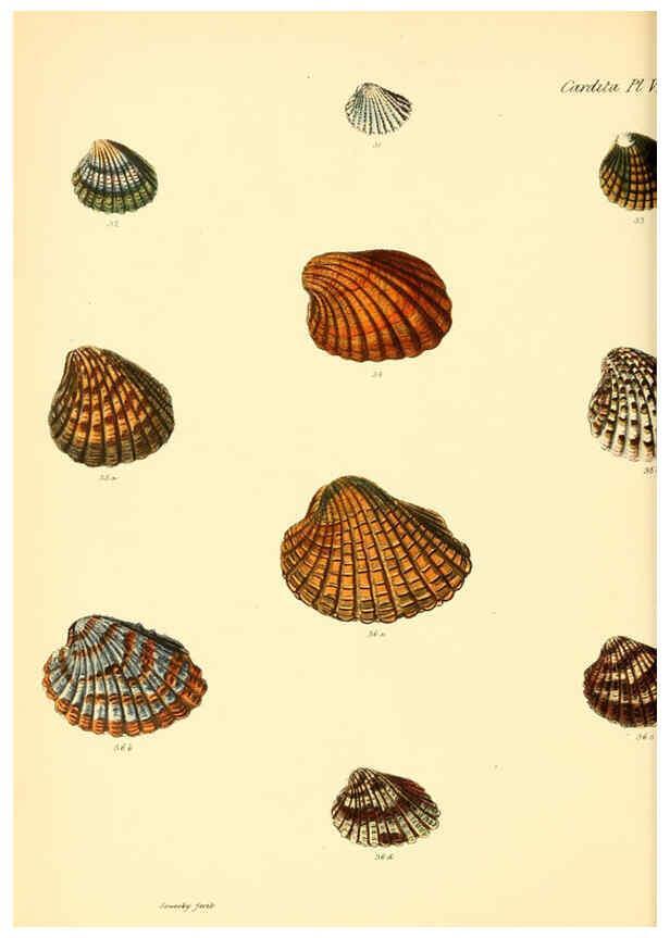 Reproducción/Reproduction 6030110346: Conchologia iconica, or, Illustrations of the shells of molluscous animals. v.1 London :Reeve, Brothers,1843-1878