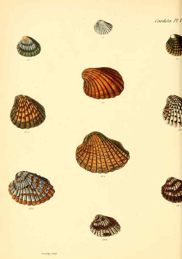 Reproducción/Reproduction 6030110346: Conchologia iconica, or, Illustrations of the shells of molluscous animals. v.1 London :Reeve, Brothers,1843-1878